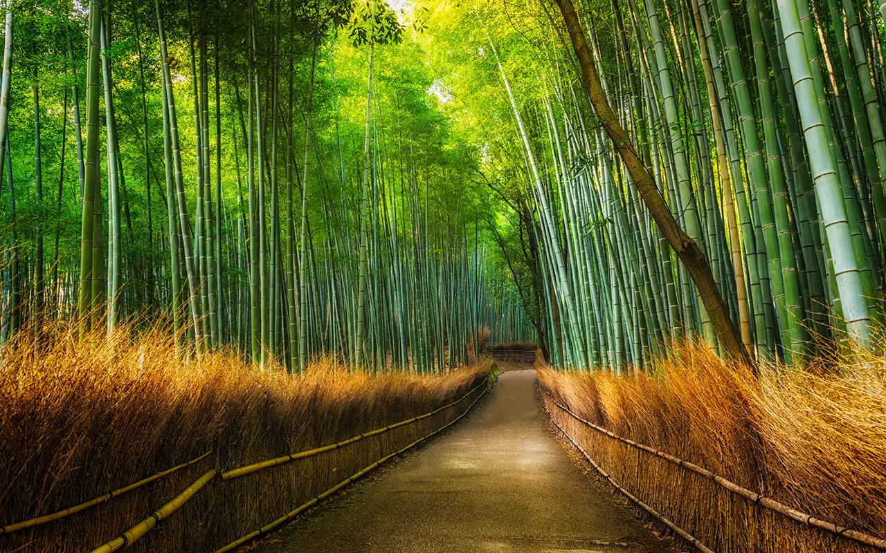 Arashiyama Bamboo Grove in Kyoto, Japan - a scenic bamboo forest with tall, green stalks forming a natural pathway.