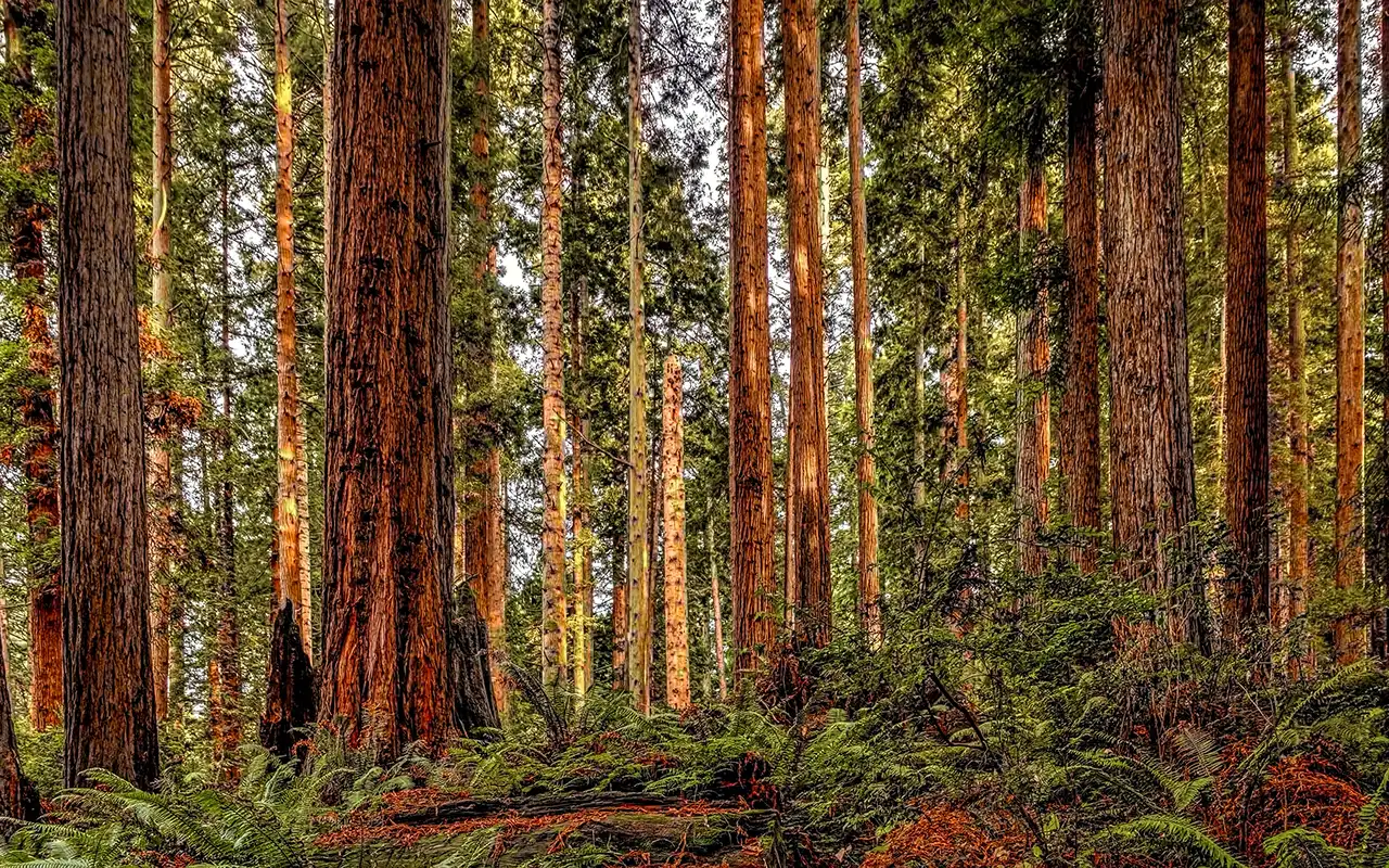 Lush Forests of Redwood National Park
