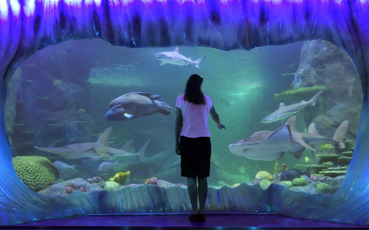 Visit the Sea Life Sydney Aquarium: Discover Australia's Underwater Wonders