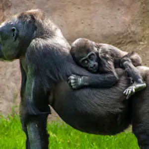 Prague Zoo