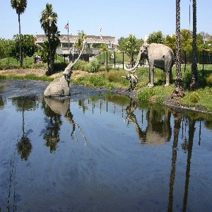 A view of the La Brea Tar Pits, a group of natural asphalt pools in Los Angeles, with prehistoric fossils on display.
