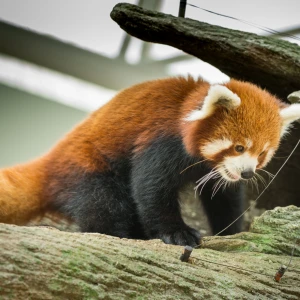 Smithsonian National Zoological Park