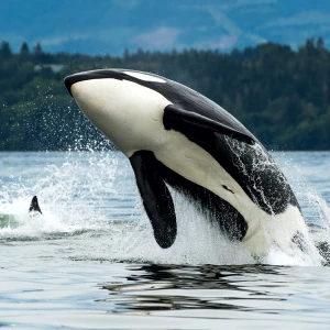 Visit Vancouver Island: A Haven for Nature Lovers in Canada
