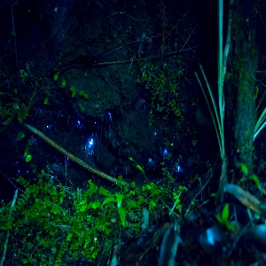 Waitomo Glowworm Caves