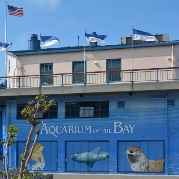 A vibrant underwater ecosystem at the Aquarium of the Bay, showcasing a diverse collection of marine life in crystal clear tanks